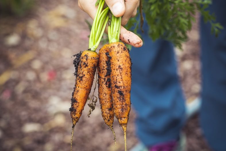 hochbeet kauf